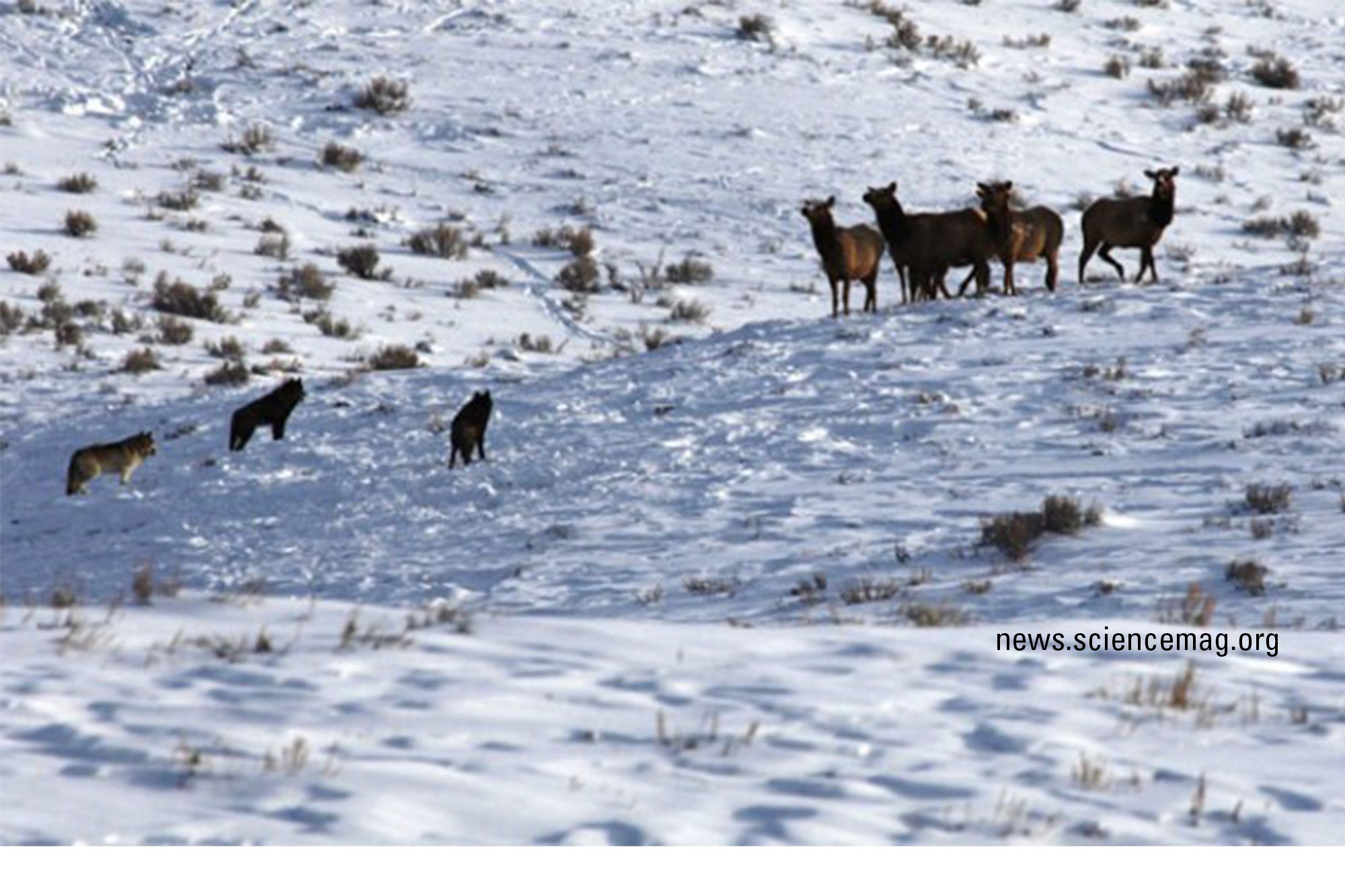 Cover image for Ecology of Fear and Fear of Ecology – Can Science Do More to Improve Human-Wildlife Cohabitation?