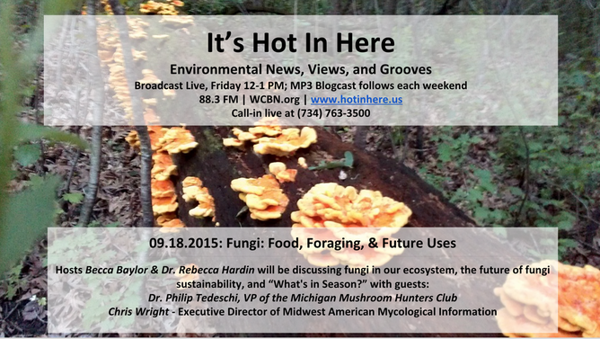 Cover image for Fun with Fungi