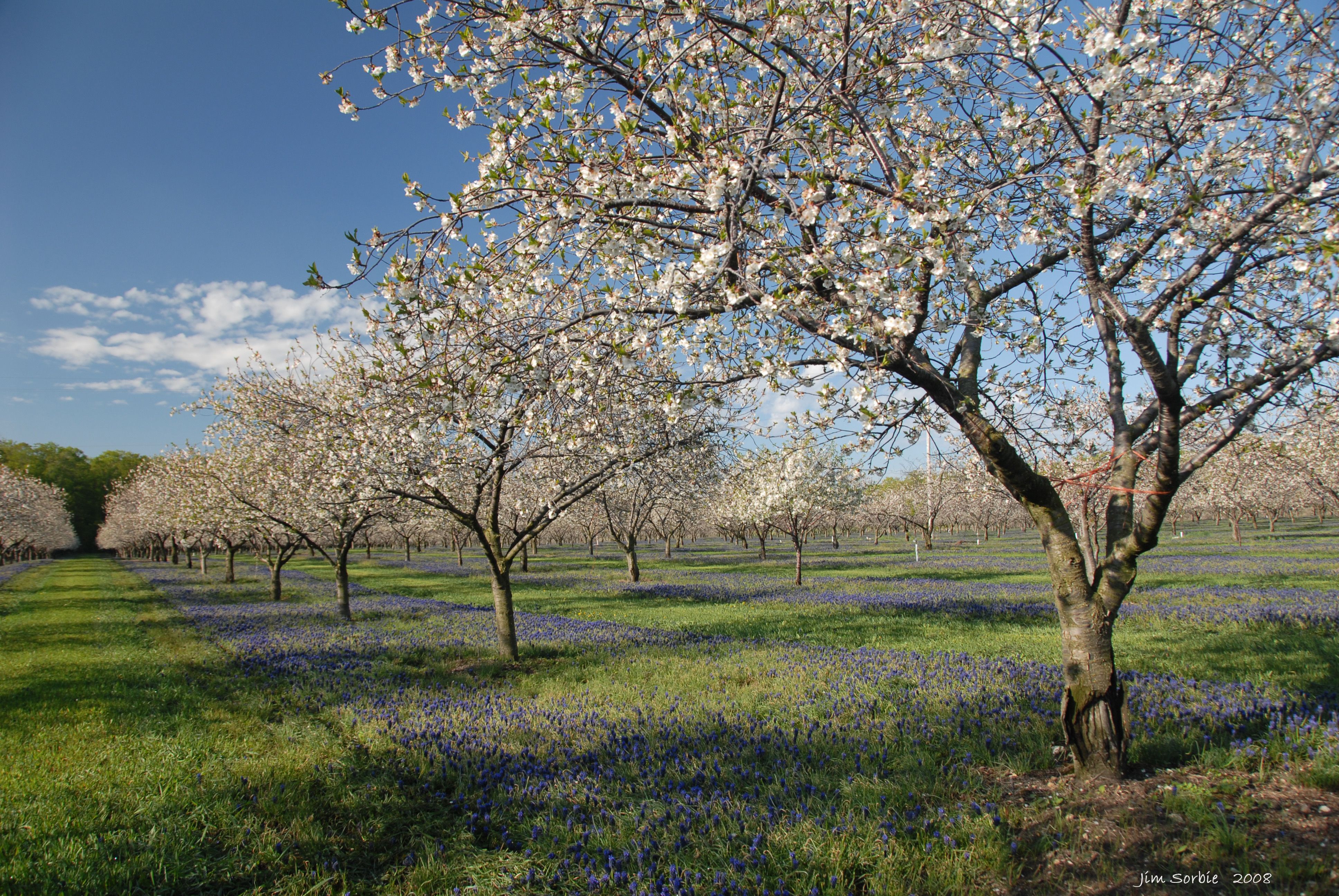 Cover image for Cherries of Change: Adaptation by Michigan Farmers