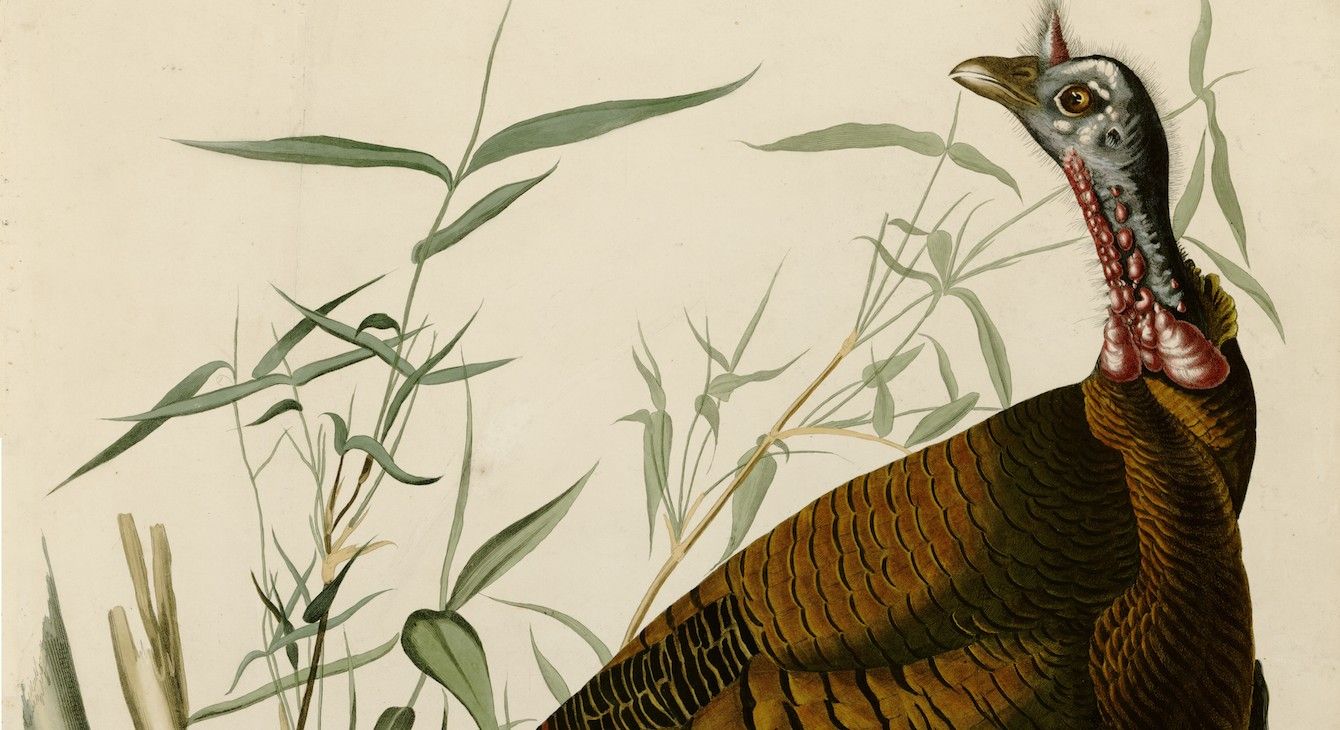 Cover image for Revisited: Turkeys, Travel, and Teleportation