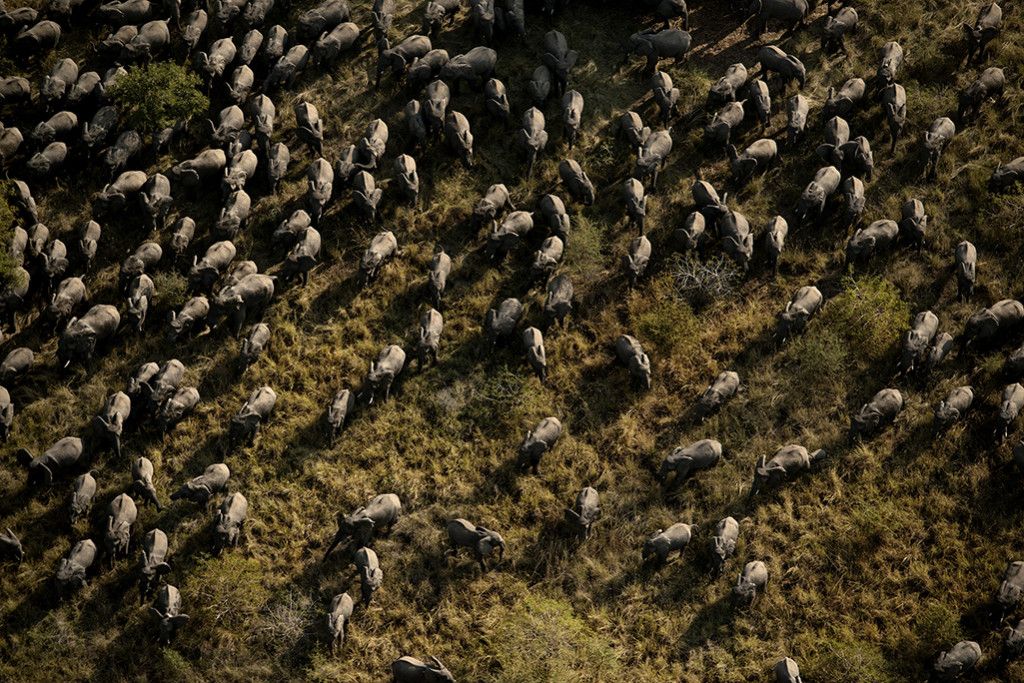 Cover image for Capturing "The Last Animals" with Kate Brooks