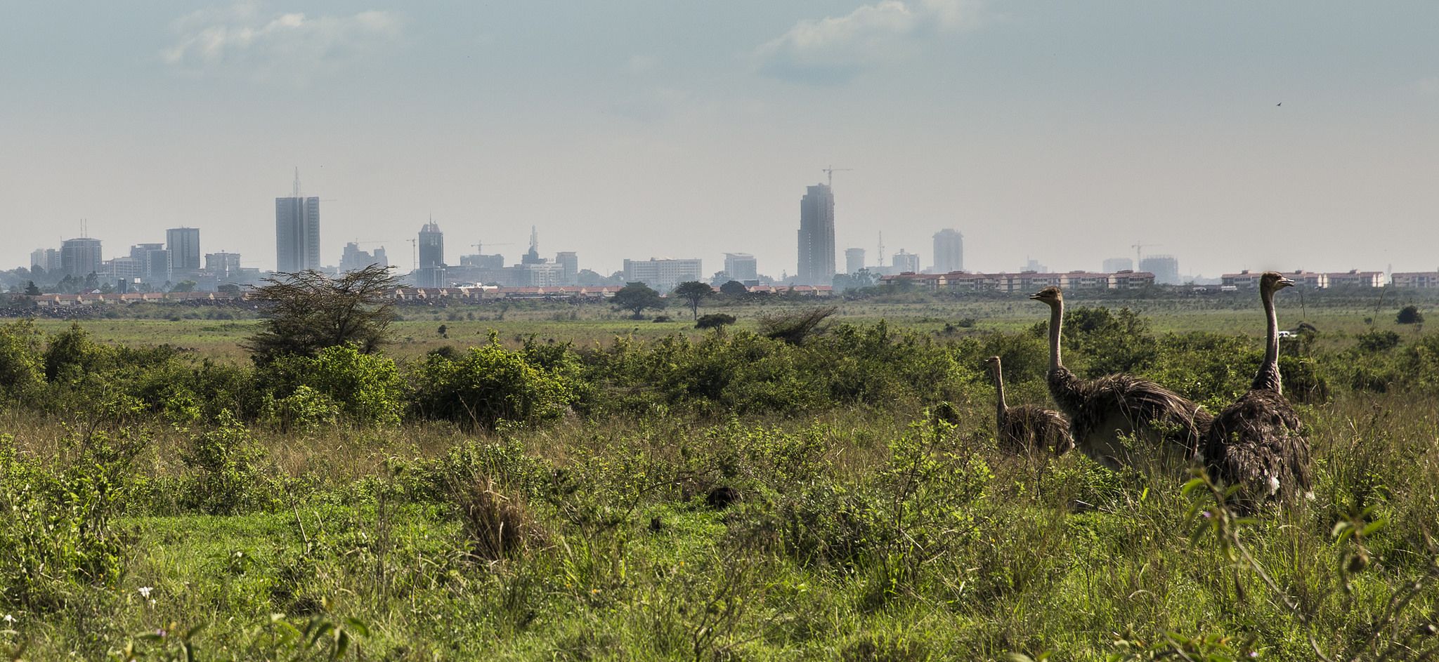 Cover image for Last Animals, Lasting Solutions for Conservation