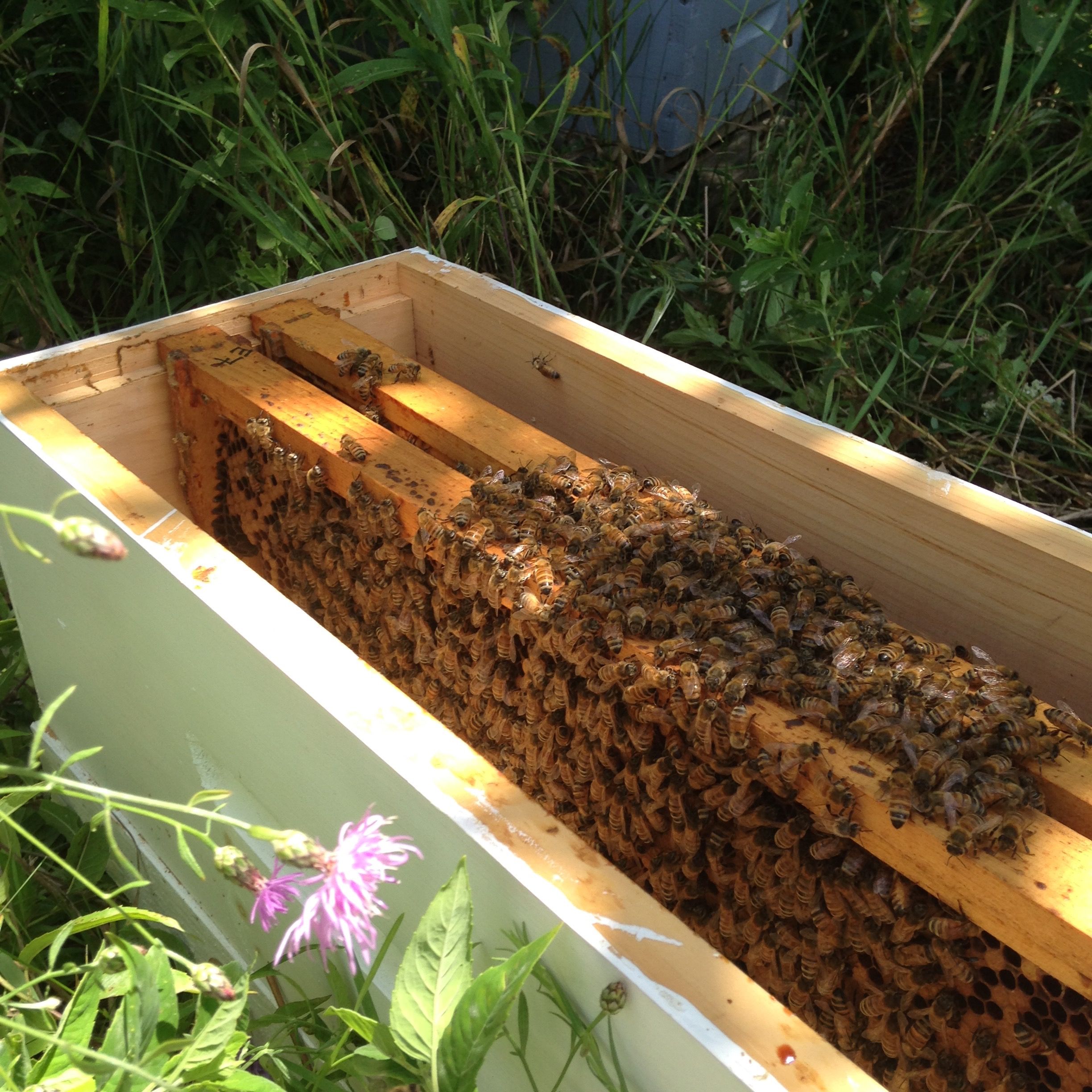 Cover image for ...Back to the Bees