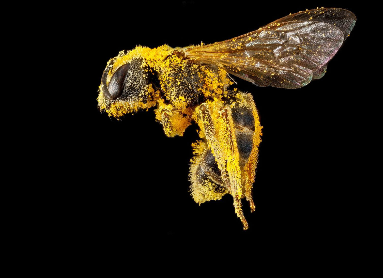 Cover image for BuzzFeed: Wild Bees Meet Urban Farming