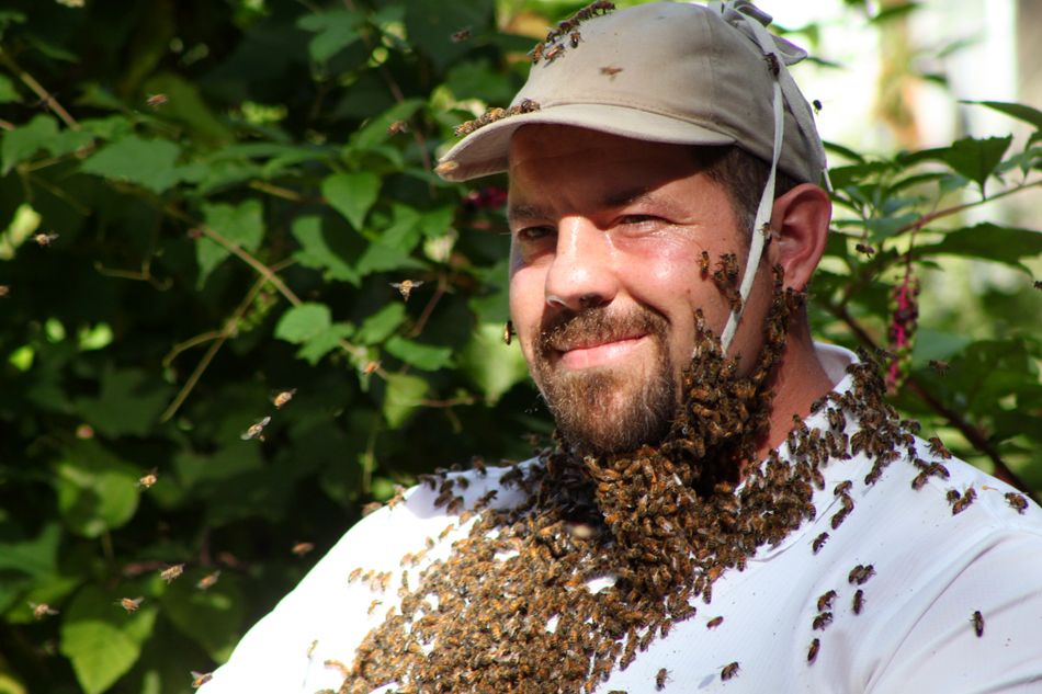 Cover image for Country Bee, City Bee