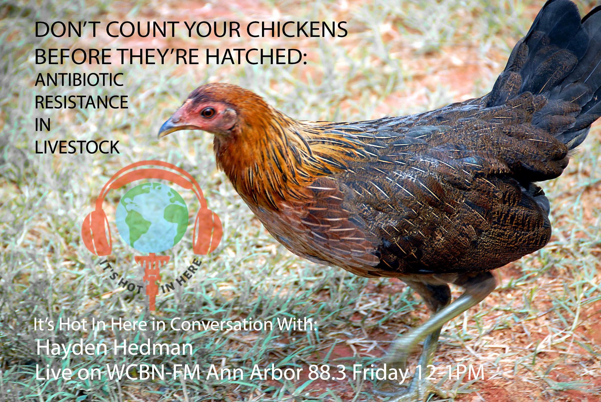 Cover image for Don't Count Your Chickens Before They've Hatched: Antibiotic Resistance in Livestock