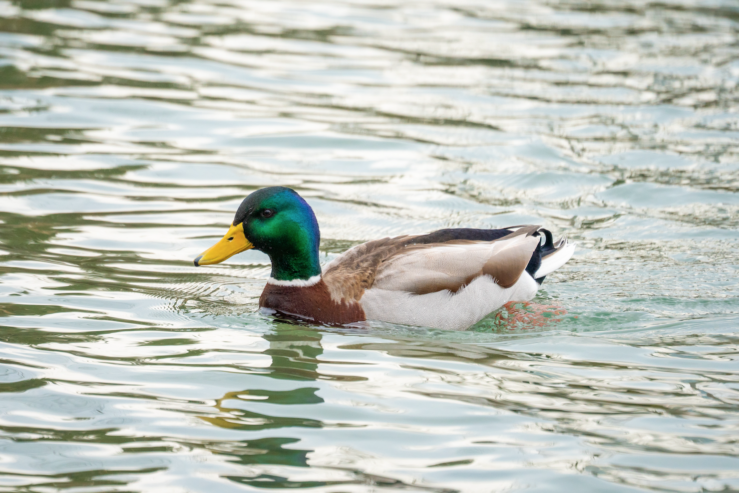 Cover image for Just A Couple of Lame Ducks