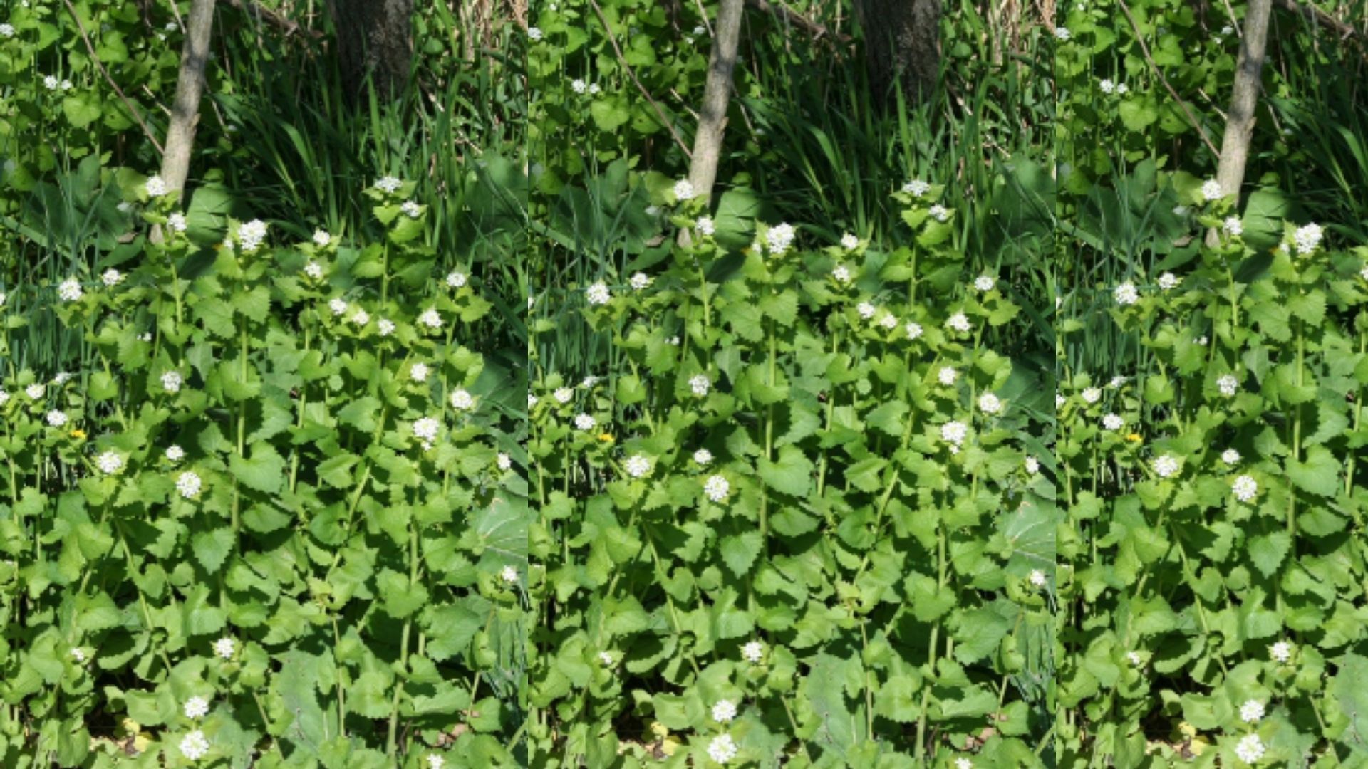 Cover image for The Stewardship Network