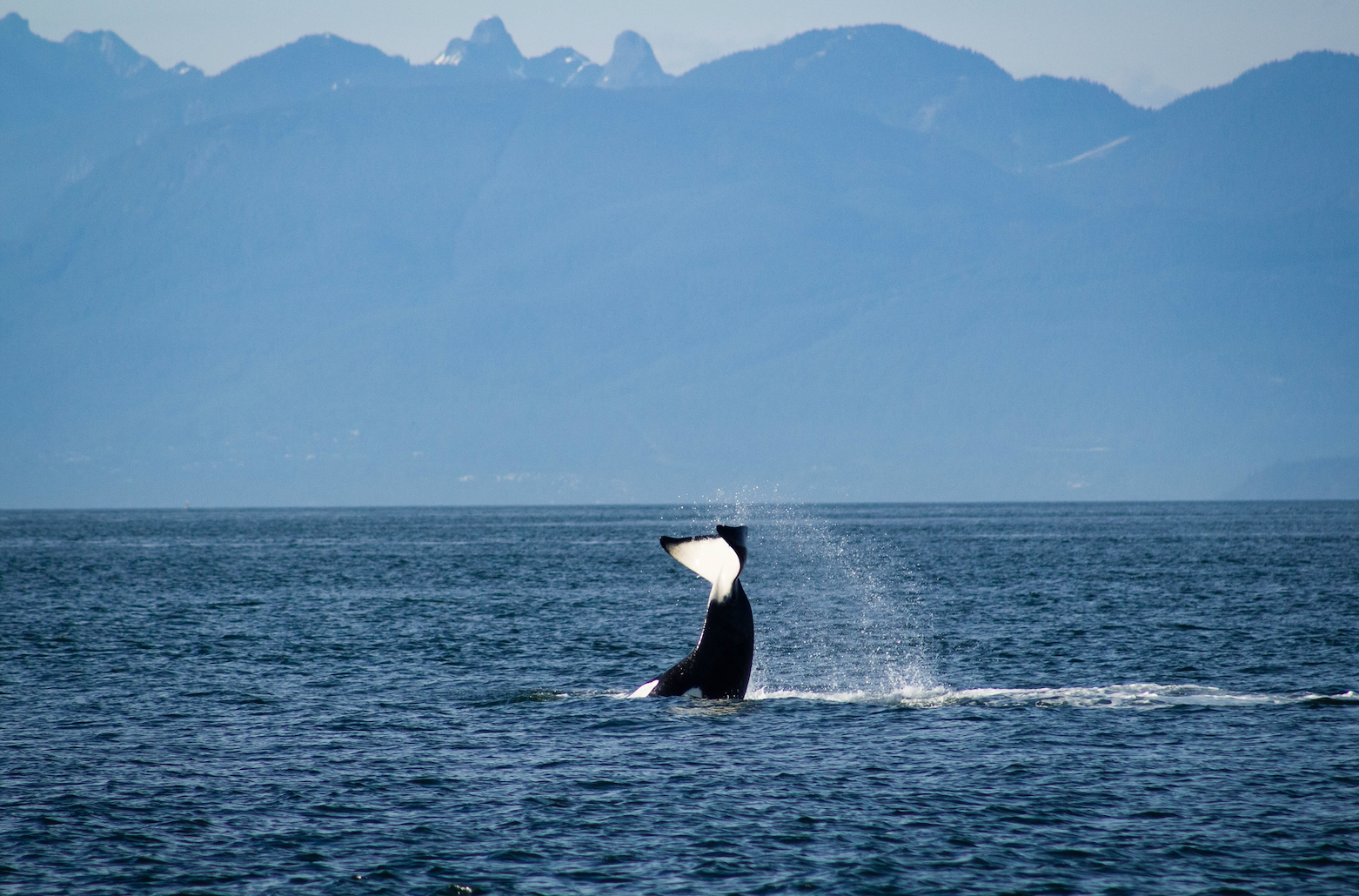 Cover image for Raye Evrard of Open Communications for the Ocean