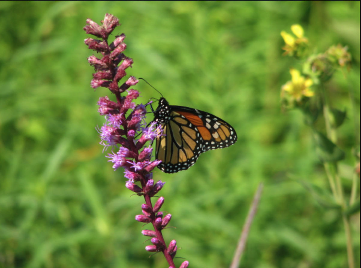 Cover image for Drew Lathin on Creating Sustainable Landscapes